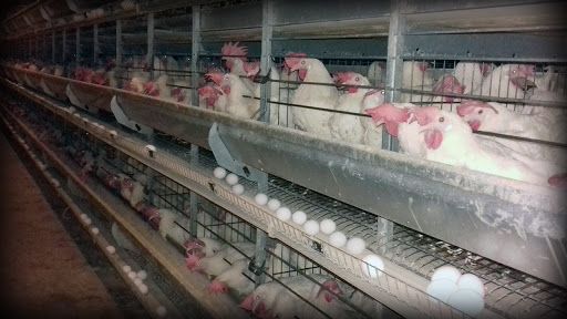مسؤول: 100 مليار جنيه استثمارات بقطاع الدواجن.. ومصر مكتفية ذاتيًا من البيض