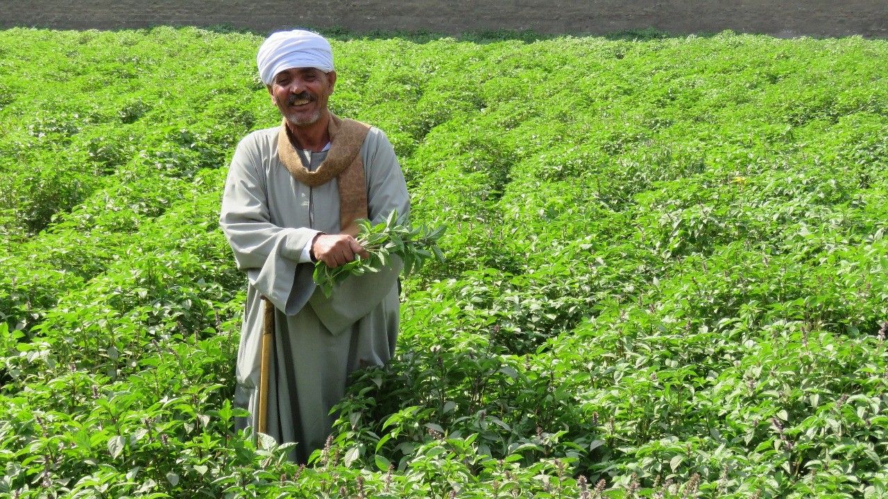 "الإيفاد" يوافق على مد تنفيذ مشروع الاستثمارات الزراعية المستدامة لمدة 18 شهرا إضافية