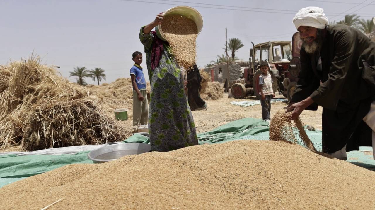 مسؤول: مصر تستهدف زراعة 3.5 مليون فدان قمح الموسم المقبل