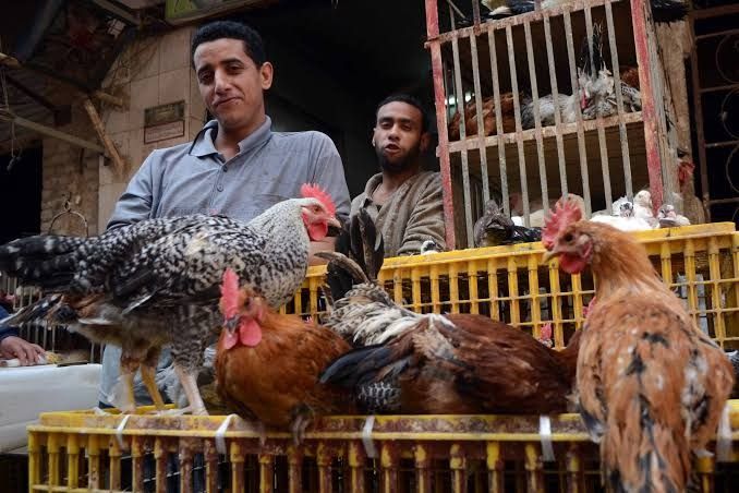 تراجع بسيط للدواجن رغم مبادرة خفض الأسعار.. ما السبب؟