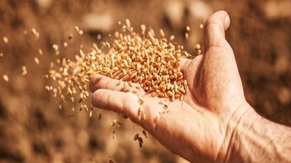 شعبة المخابز: تراجع أسعار القمح 1000 جنيه بعد تدخل التموين بزيادة المعروض