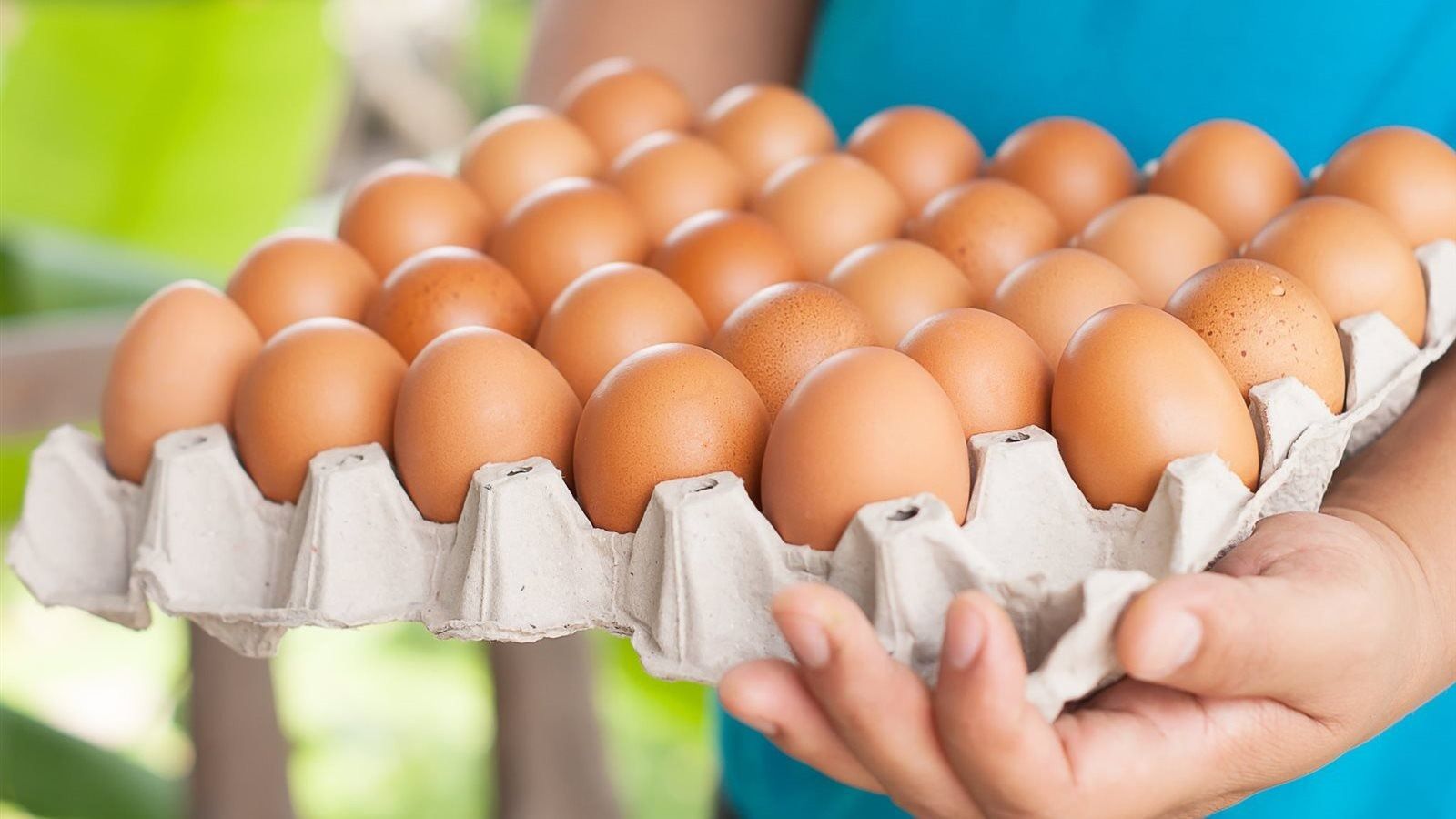رئيس شعبة البيض: الأسعار زادت 100%.. وما يحدث "تصحيح وضع" بعد 6 أشهر من الخسائر