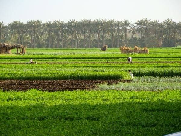 أسعار الأسمدة الحرة في السوق المصري تشتعل و"الزراعة" تتبرأ من الزيادات.. مصر تخطط لإضافة محطات تخزين طاقة شمسية بقدرة 3 آلاف ميجاوات